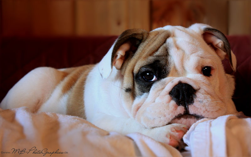 Bulldog- Welpe