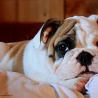 Bulldog- Welpe