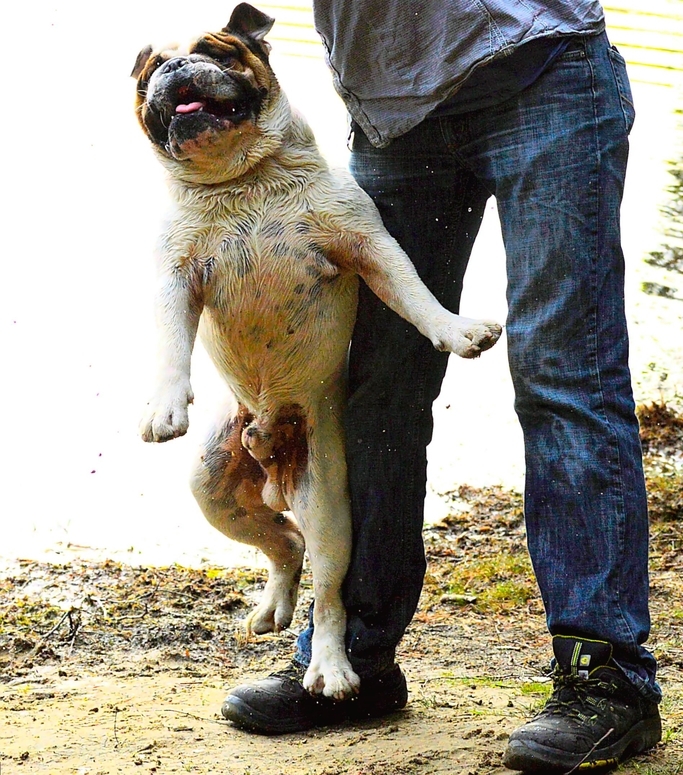 Bulldogge am See 