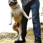 Bulldogge am See 