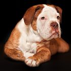 Bulldogge