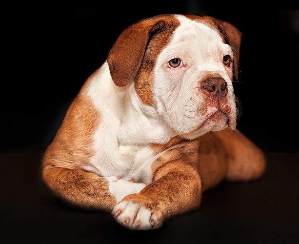 Bulldogge