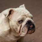 Bulldogge