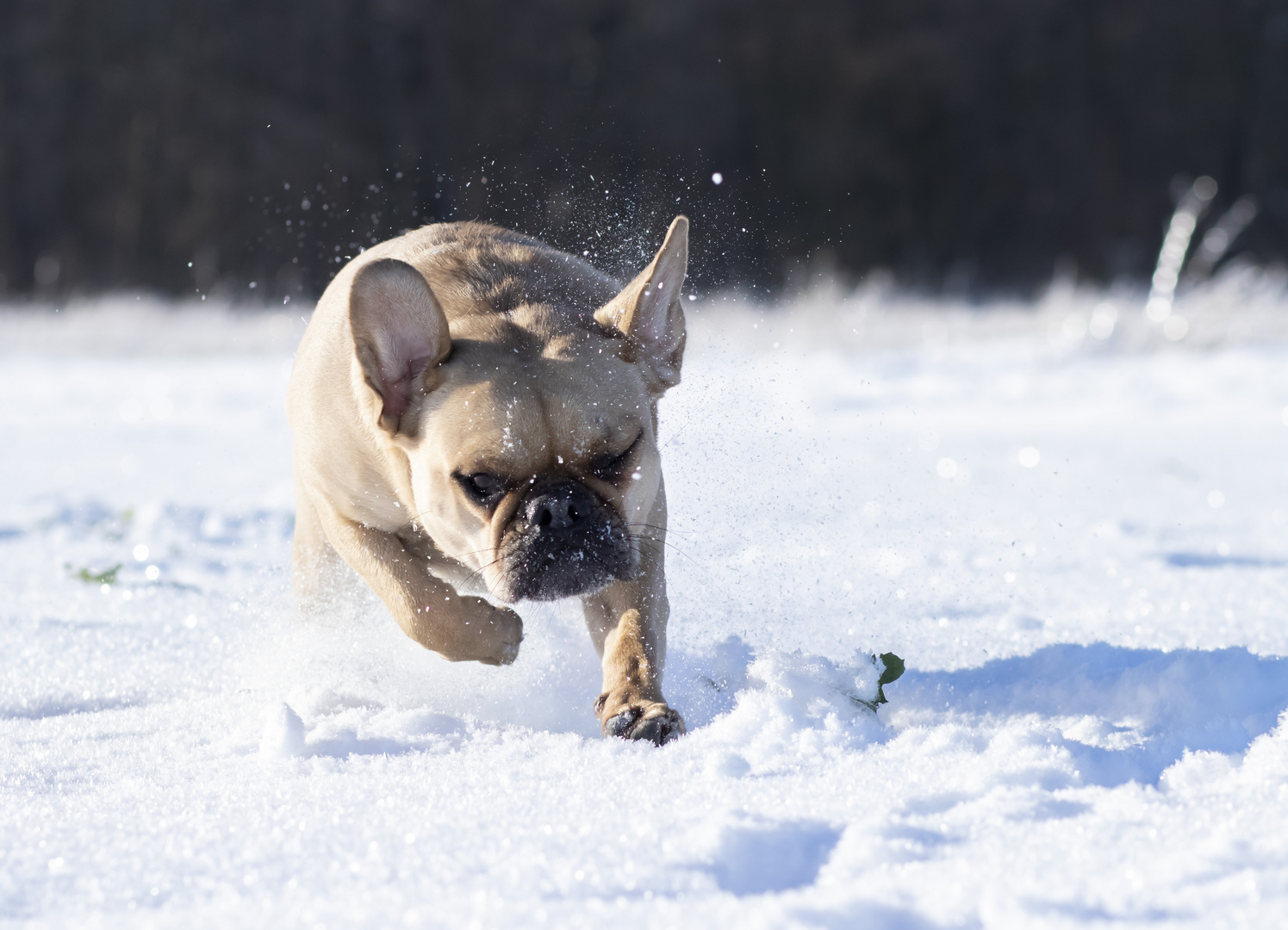 Bulldogge im Schnee