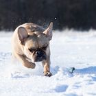 Bulldogge im Schnee