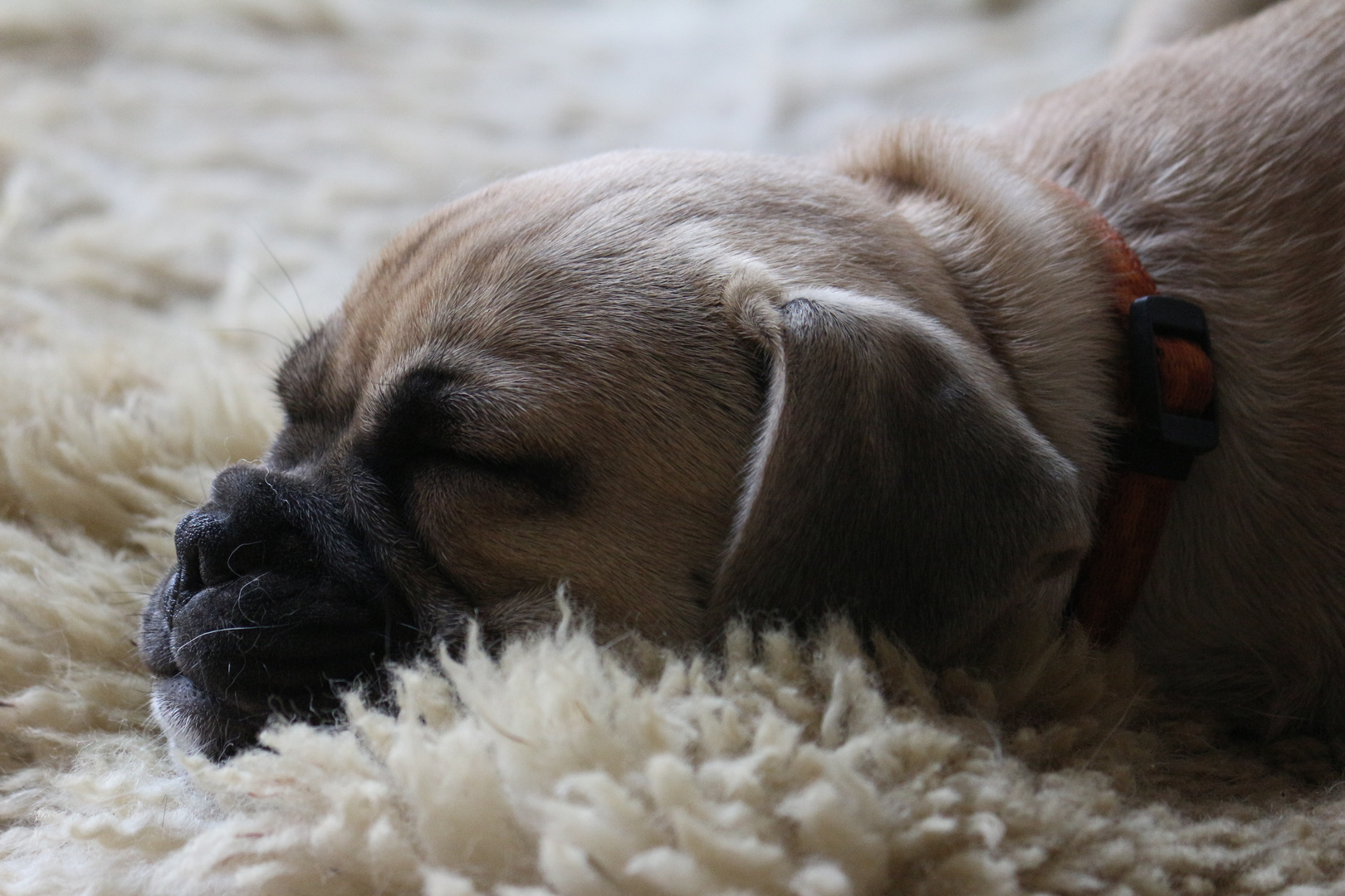 Bulldogge im Seitenprofil