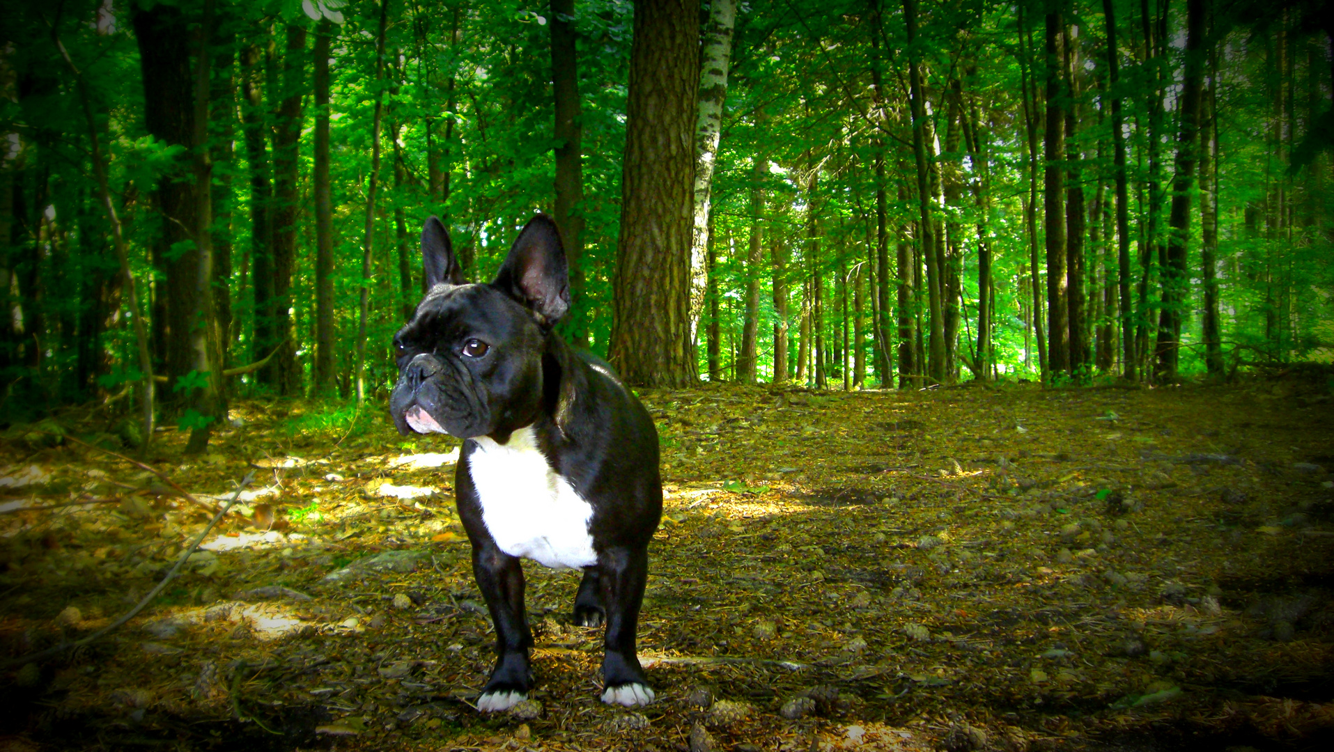 Bulldogge im Wald