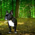 Bulldogge im Wald