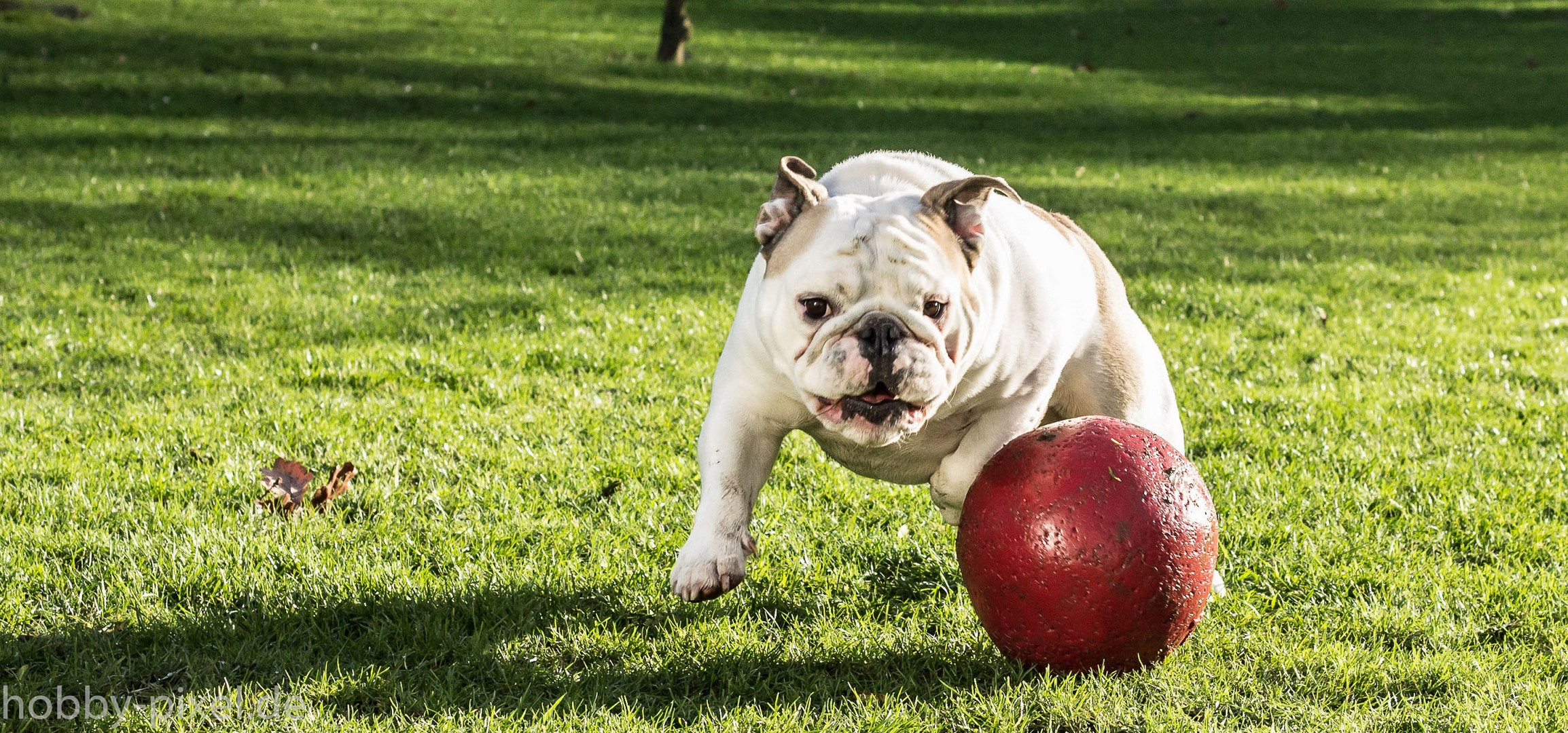 Bulldogge in Action