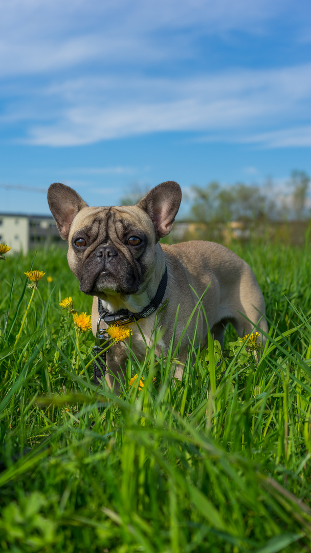 Bulldogge in der Frühlingswiese