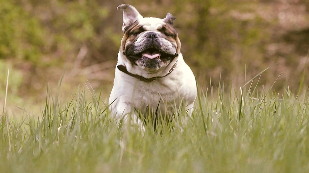 Bulldogge Otto