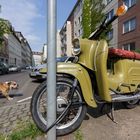 Bulldogge trifft Schwalbe...