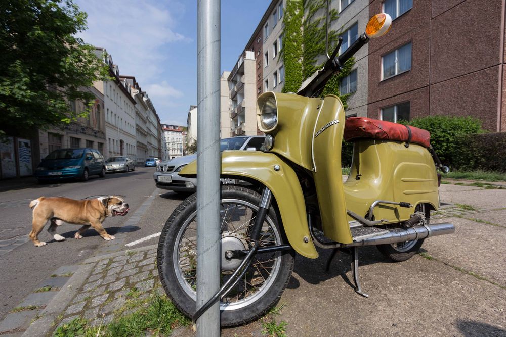 Bulldogge trifft Schwalbe...