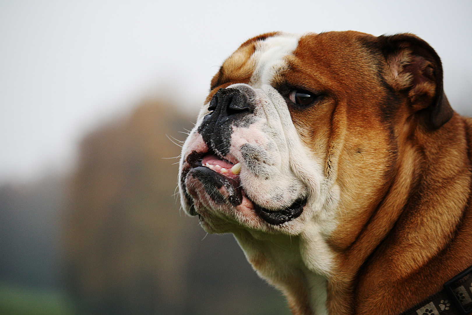 Bulldoggenblick