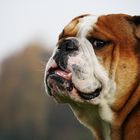 Bulldoggenblick