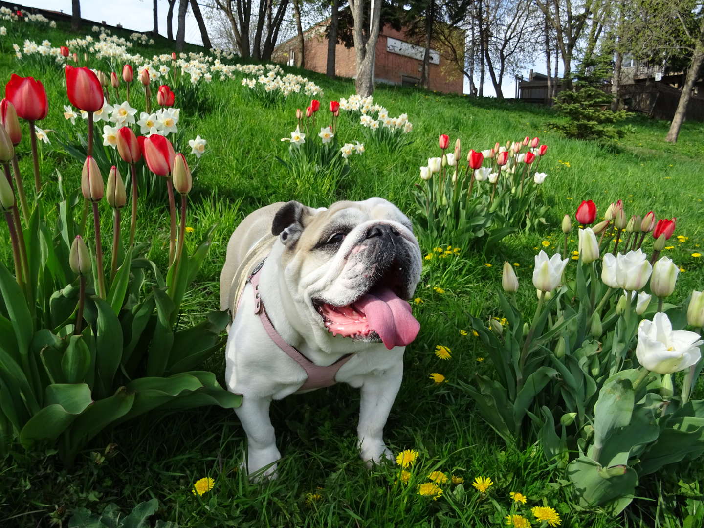 Bulldoggendame im Tulpenfeld