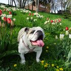 Bulldoggendame im Tulpenfeld