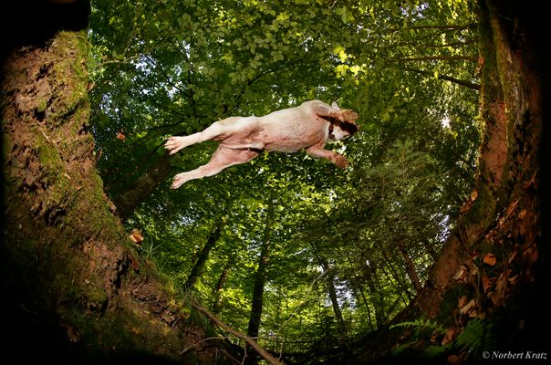 Bulldogjump