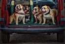 Bulldogs on the Road by poorboytommy 