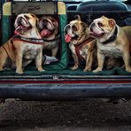 Bulldogs on the Road