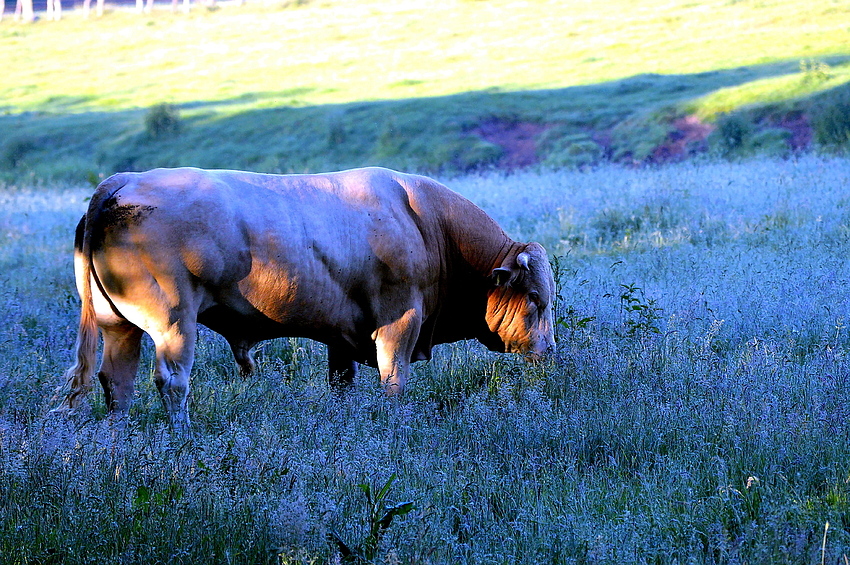 Bulle auf Weide an der Ems 