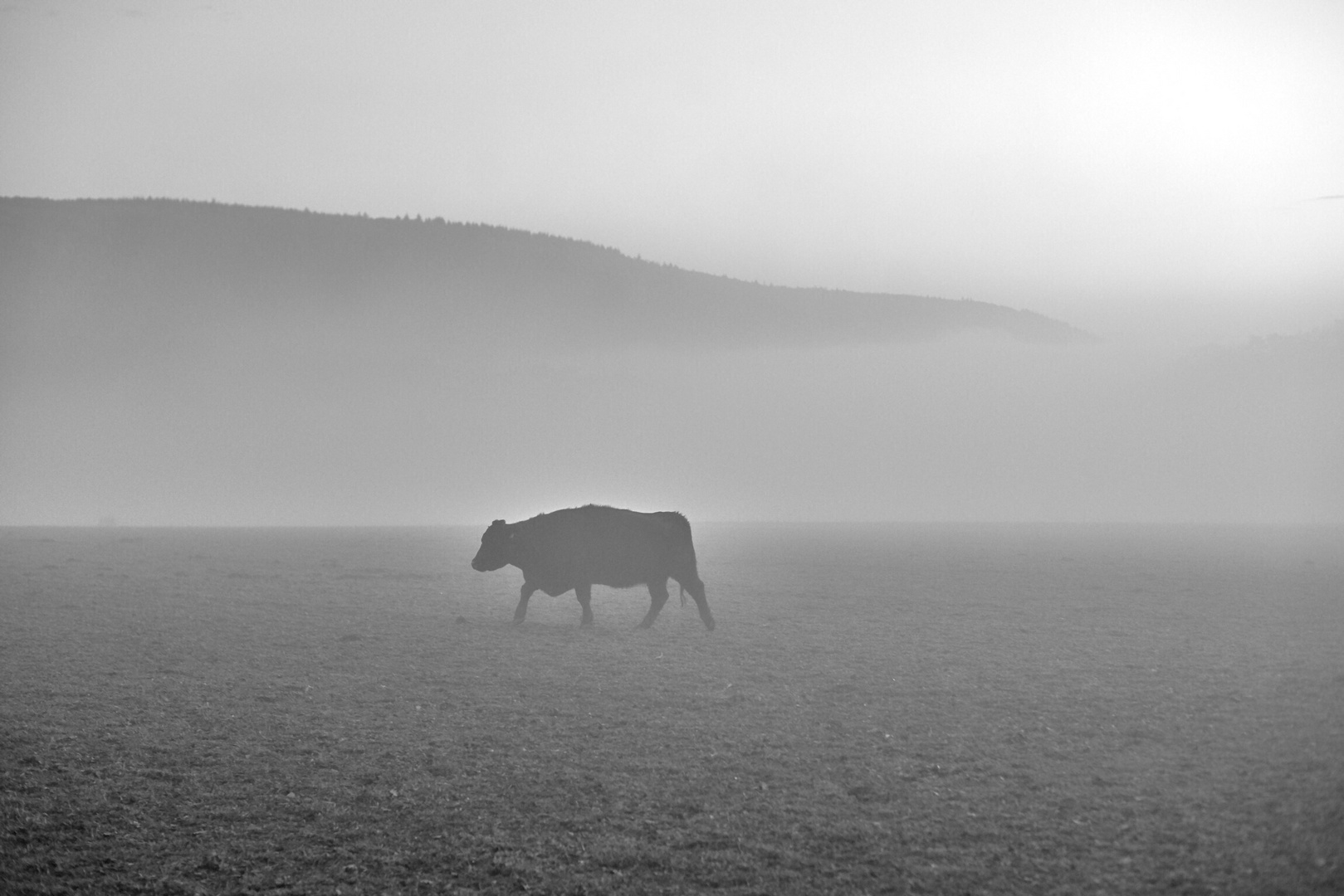 Bulle auf Weide