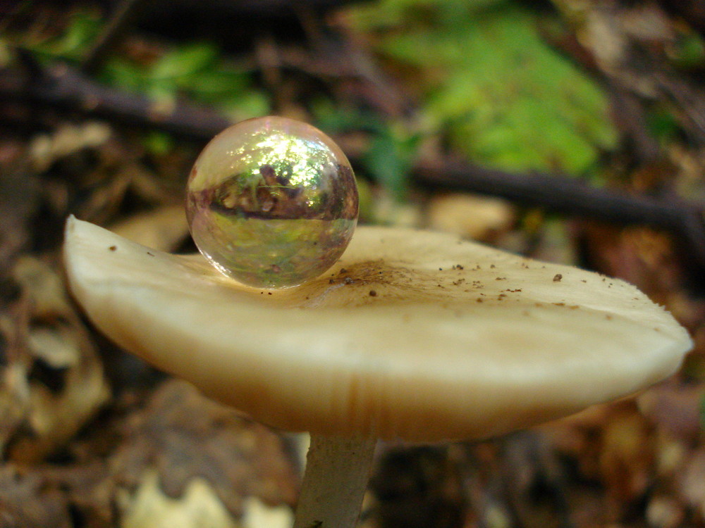 bulle de champignon