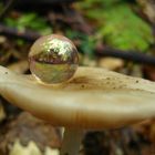 bulle de champignon