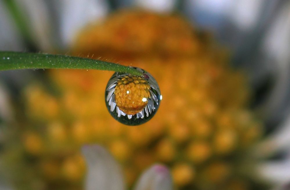 Bulle de paquerette