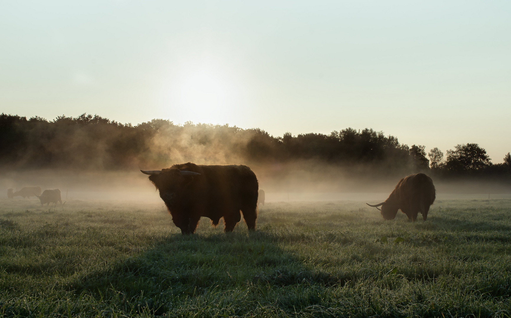 Bulle im Nebel