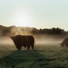 Bulle im Nebel