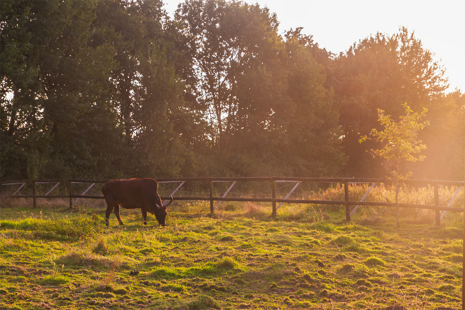 Bulle im Sonnenuntergang