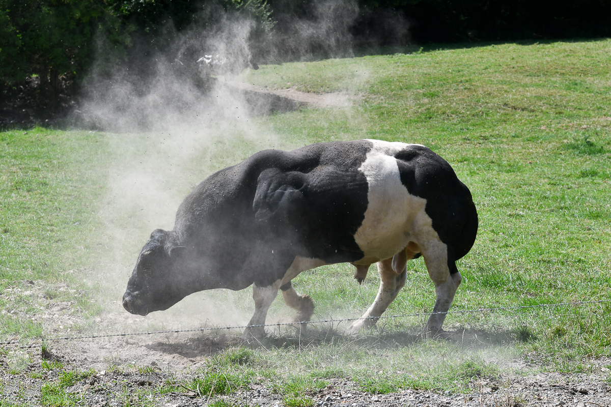 Bulle nimmt ein Staubbad gegen die Insekten (B)