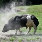 Bulle nimmt ein Staubbad gegen die Insekten (B)