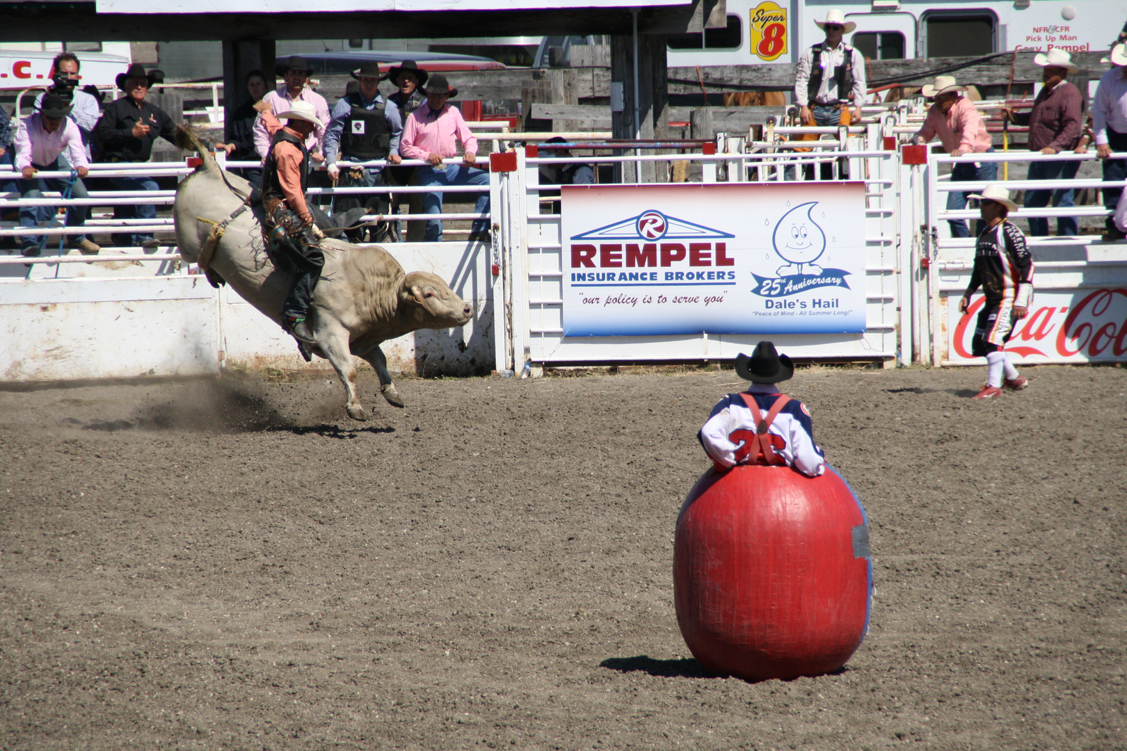 Bulle und Mensch beim Rodeo