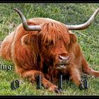 - "Bullenhitze" - in Schottland -