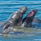 Bullenkämpfe von Seeelefanten