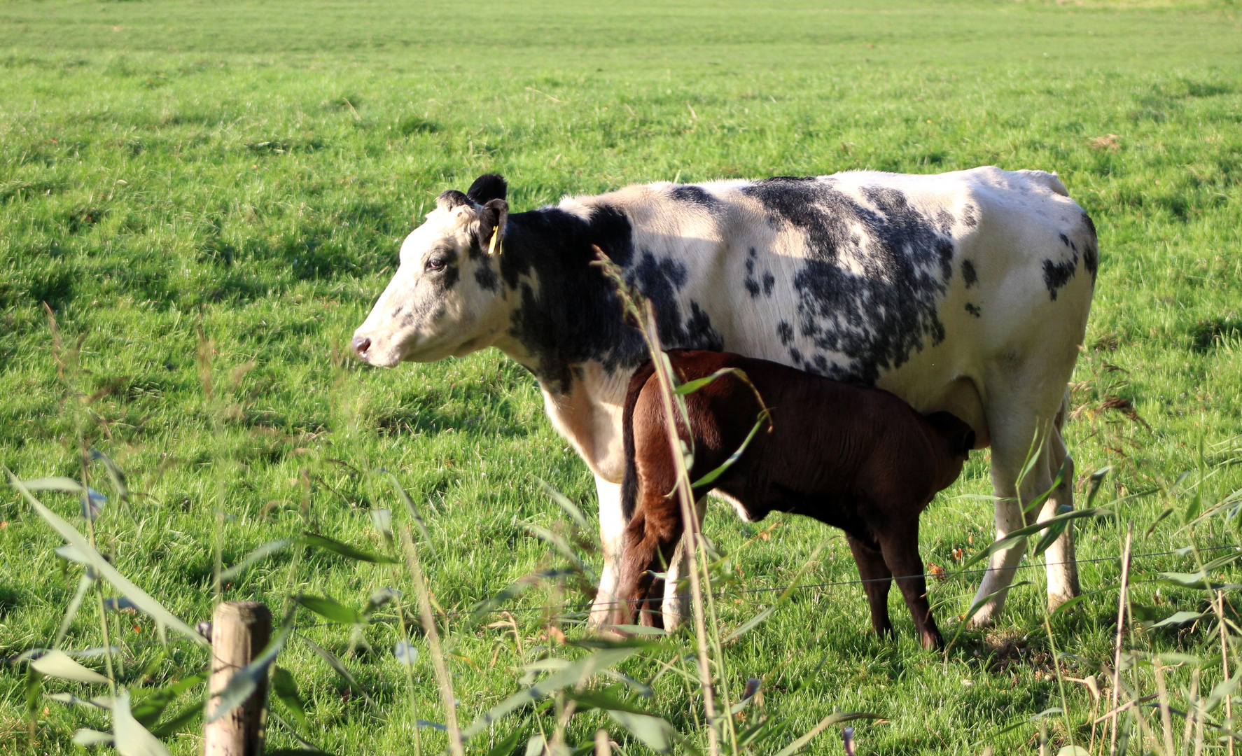 Bullenkalb beim Abendbrot ....