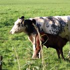 Bullenkalb beim Abendbrot ....