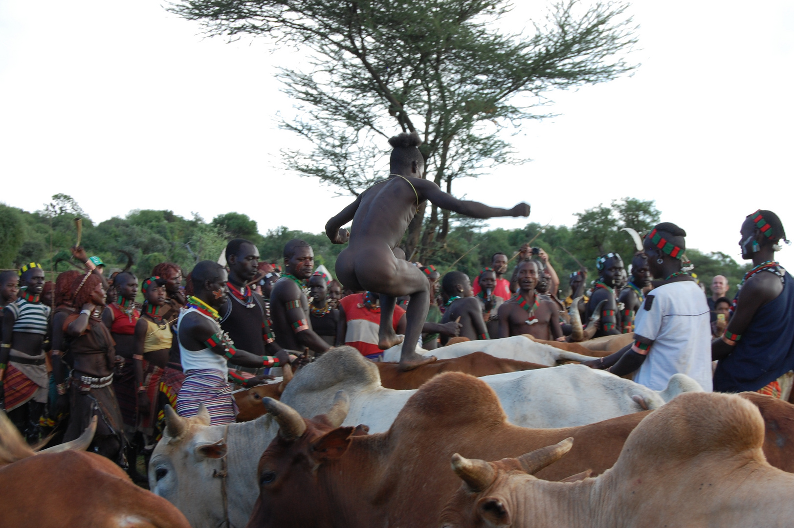 Bullensprung