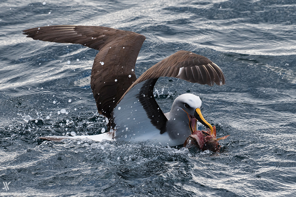 Buller-Albatros mit Beute