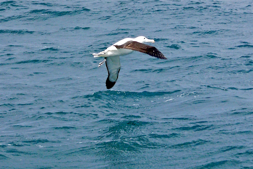 Bullers Albatros