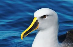 Bullers Albatross