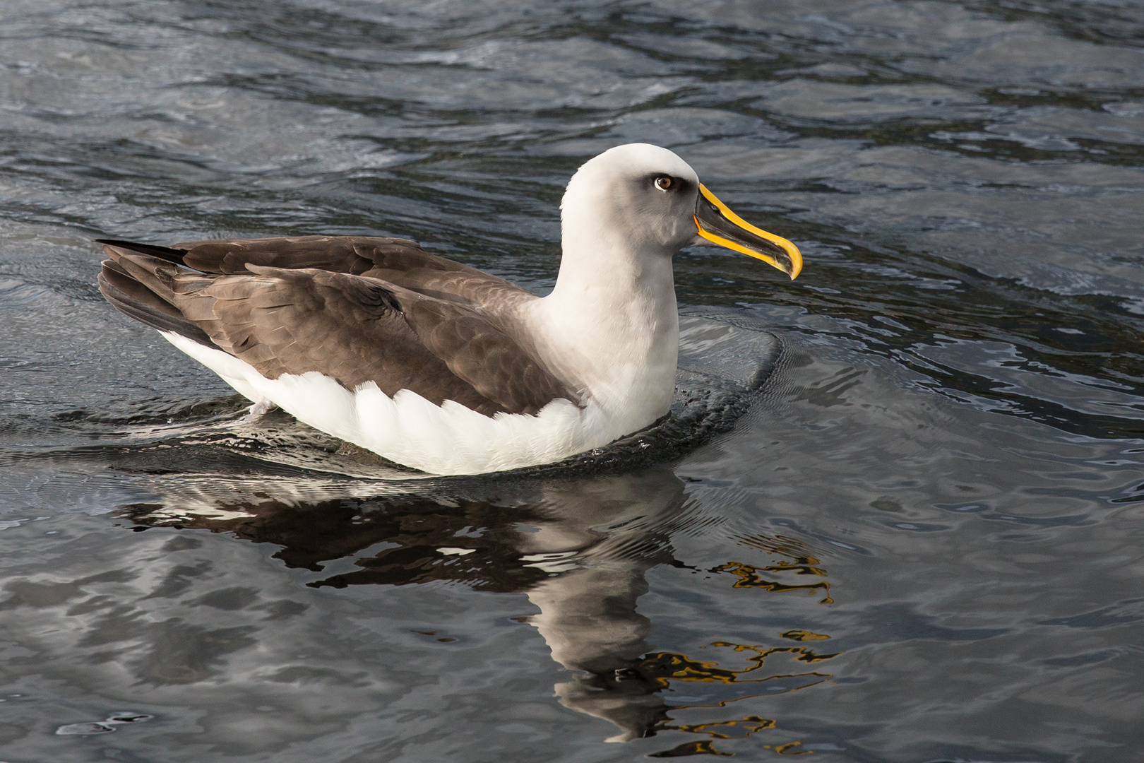 Buller's Mollymawk, Fiordland, New Zealand