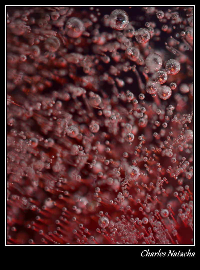 Bulles d'air piégées dans la glace.