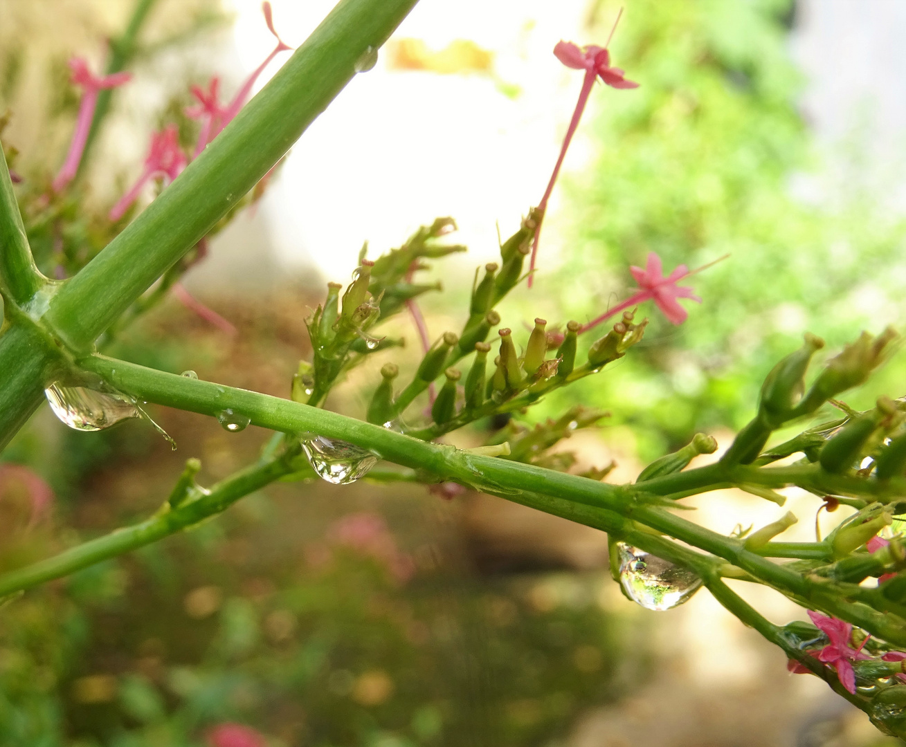 Bulles d'eau sur tige verte