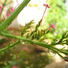 Bulles d'eau sur tige verte