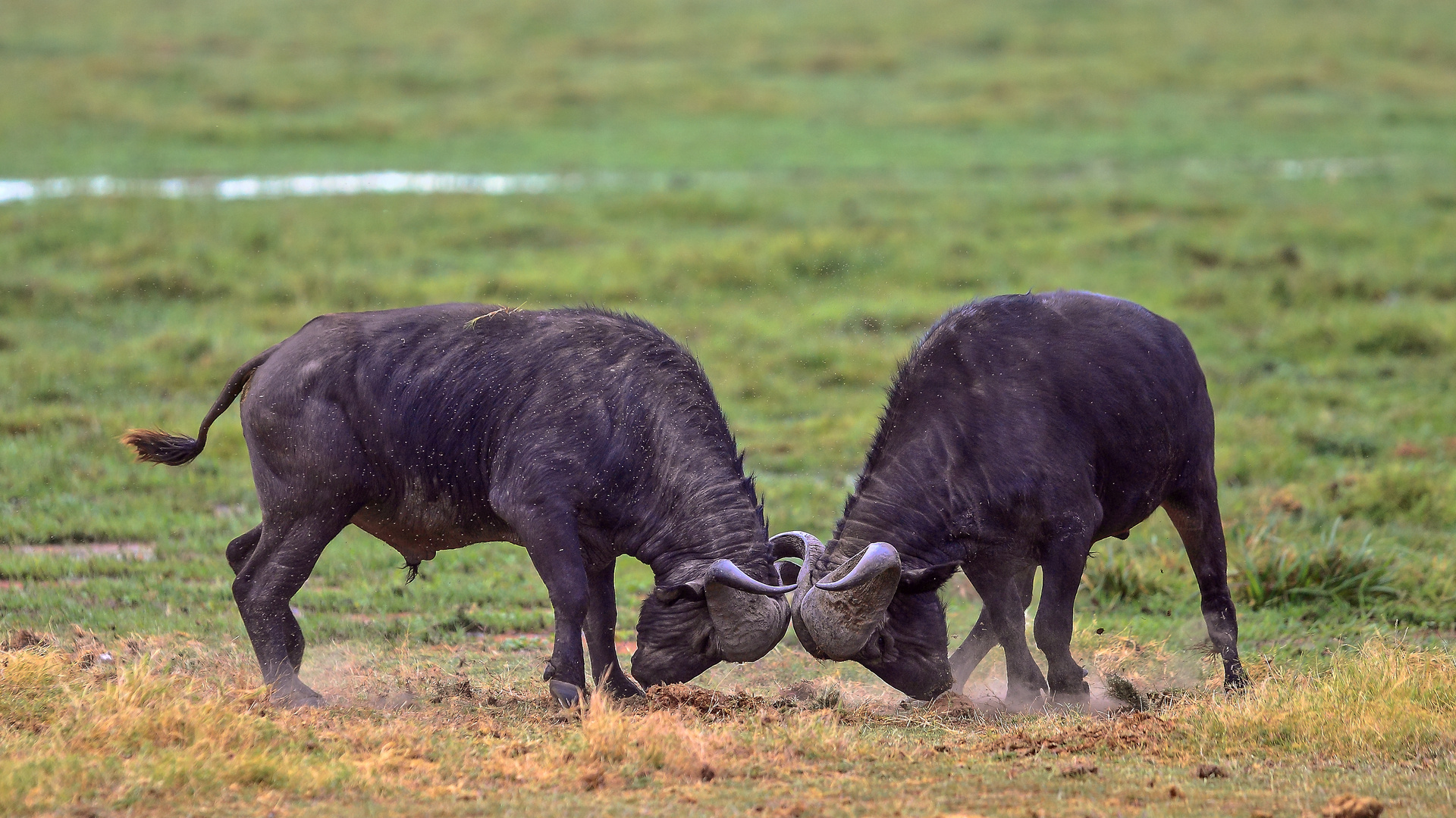 Bullfight