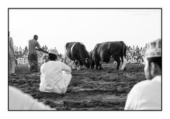 Bullfight - Das Kräftemessen