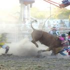 Bullfight in Australien